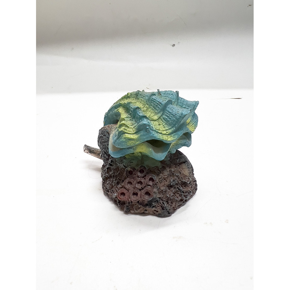 Vỏ Sò Óc Đóng Mở Nắp Trang Trí Bể Cá Cảnh (6x5x5cm)