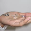 "Hello Kitty Ring" Dễ Thương Trẻ Em Phù Hợp Với Thời Trang Sáng Tạo Bạn Gái Quà Tặng Sinh Nhật