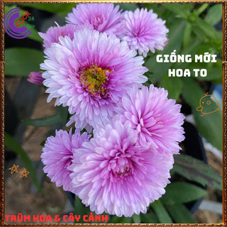 Chậu HOA THẠCH THẢO Hồng Cánh Kép xù giống mới siêu đẹp nở quanh năm 💍Làng Hoa Sa Đéc