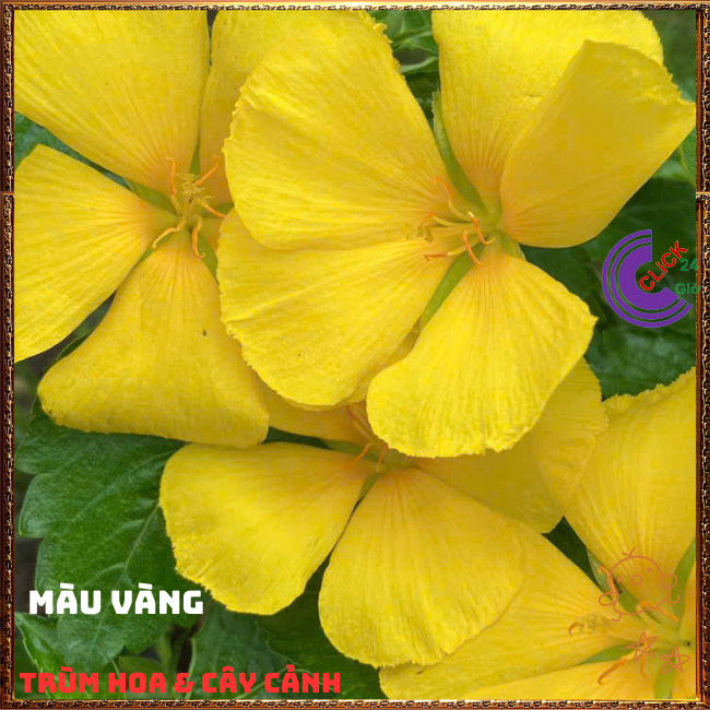 Combo ĐÔNG HẦU ĐỦ 3 MÀU HOA DỪA THÁI TO GIỐNG MỚI SIÊU ĐẸP ⏰{{store}]