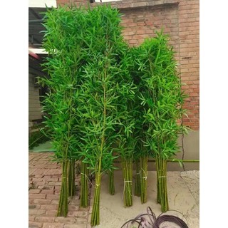cành trúc giả, cành trúc quân tử, cành trúc cắm hàng rào,  lucas decor