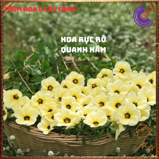 CHẬU HOA ĐÔNG HẦU KEM GIỐNG MỚI HOA TO NỞ QUANH NĂM RẤT SIÊNG BÔNG⏳{{store}]