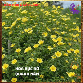 HOA DỪA VÀNG KEM ĐÔNG HẦU THÁI NỞ ĐỀU HÀNG NGÀY TO ĐẸP RỰC RỠ 💍{{store}]