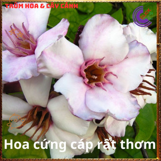 Hoa bọt salem giống mới hoa to nở quanh năm ngát hương thơm dịu ⌛{{store}]