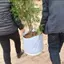 NS Tròn Vải Chậu Trồng Túi Thực Vật Túi Rễ Hộp Đựng Trồng Chậu Trồng Trồng Túi Trồng NS