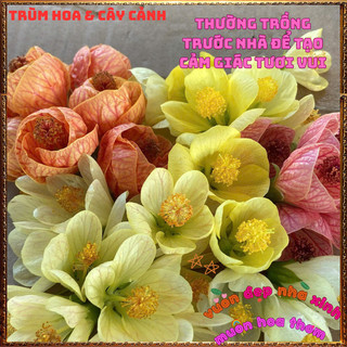 Chậu Hoa Lồng Đèn Vàng Kem Lụa Dịu Nhẹ Râm Bụt Treo Đáng Yêu Dễ Trồng️📜Hoa Giống Mới Siêu Đẹp, Dễ Trồng