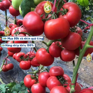 nhập khẩuGói 200 Hạt Giống Cà Chua - Trứng Hồng Chịu Hạn CHỊU NHIỆT ĐẾN MÙA TRỒNG TẾT，k003