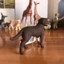 Đức Sile Labrador Chó Chó Động Vật Mô Hình Đồ Chơi Trẻ Em Giáo Dục Sớm Khai Sáng Nhận Thức