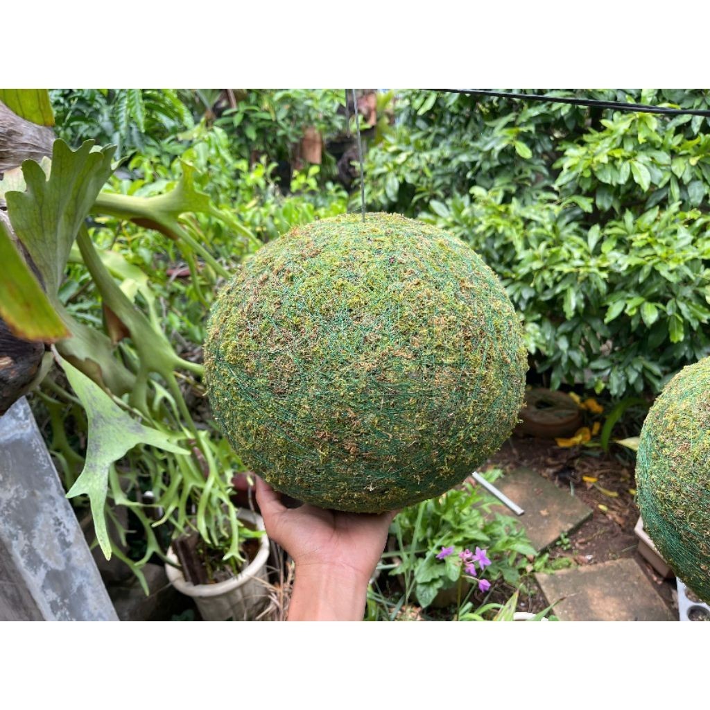 ( . quả cầu Kekodama đặc, rêu xanh có thể tái sinh khi đủ ẩm và nắng . )