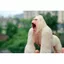 Đồ chơi mô phỏng động vật King Kong Gorilla Lớn Tyrannosaurus Rex Mô hình Búp bê khủng long Hình trẻ em Quái vật cậu bé