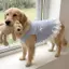 【Ready Stock】 Golden Retriever Labrador Pet Dog Clothes Spring and Summer Light Blue Bow Lace Pet Vest Large Dog sdl5