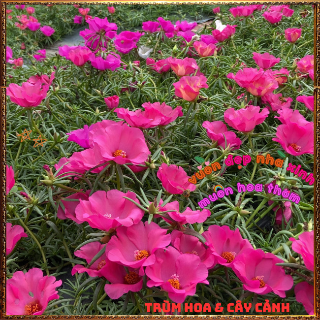 Cành Hoa Mười Giờ Mỹ Đơn Màu ĐỎ HỒNG Bông Rất To Siêu Đẹp Nở Mỗi Ngày️📩Hoa Mười Giờ Bonsai & Phụ Kiện