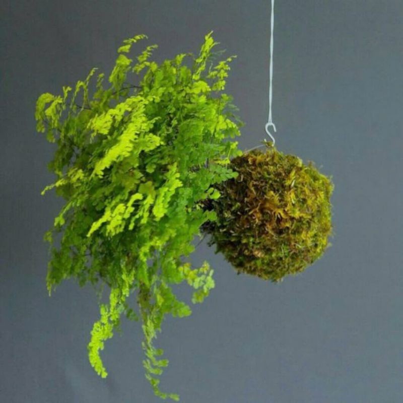 ( .. Bóng cầu rêu kokedama decor không gian, loại đặc . )