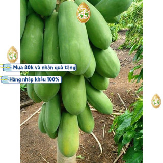 Trung Quốc nhập khẩu，GÓI 50 HẠT GIỐNG ĐU ĐỦ LÙN  RUỘT ĐỎ THÁI SIÊU QUẢk019