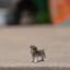 Đức Sile Nhựa Nguyên Chất Mini Schnauzer Mẫu 13892 Chó Trẻ Em Nhận Thức Khai Sáng Bánh Sinh Nhật