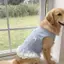 【Ready Stock】 Large Dog Golden Retriever Labrador Pet Dog Clothes Spring and Summer Light Blue Bow Lace Pet Vest Dress bsrz