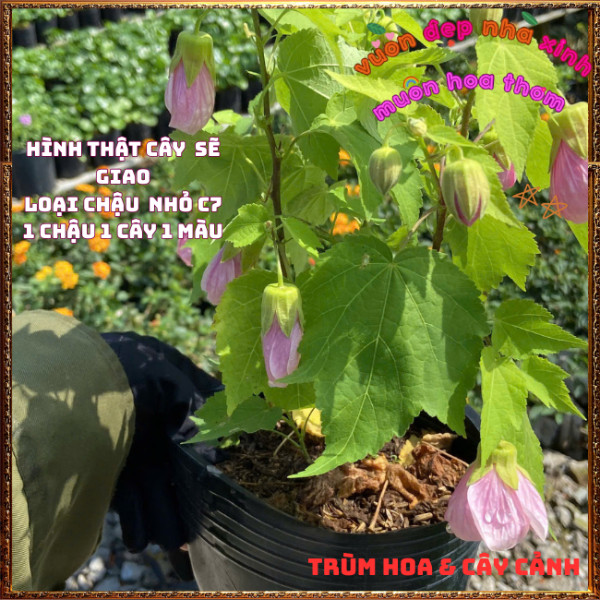 Chậu Hoa Bụp Lồng Đèn HỒNG VŨ KHÚC Râm Bụt Chuông Tuyệt Đẹp Dễ Trồng️📩 Hoa Mười Giờ Bonsai & Phụ Kiện