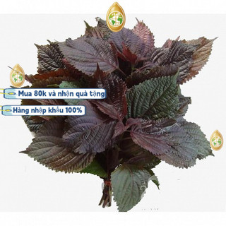 nhập khẩuHạt Giống Tía Tô Tím - Một gói - khoảng 1000 hạt giống，GM 95%-k024