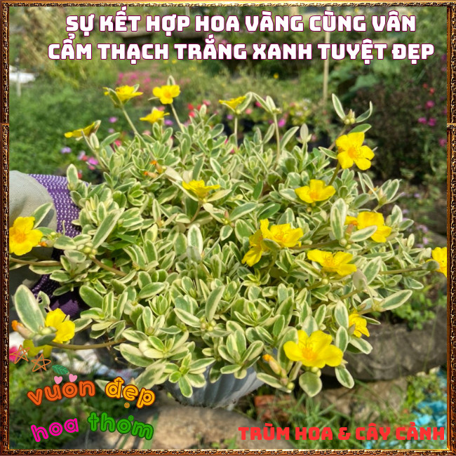 Hoa Sam Cẩm Thạch Vàng Phú Qúy Tuyệt Đẹp Siêu Dễ Trồng Hoa Quanh Năm️📩Hoa Mười Giờ Bonsai & Phụ Kiện