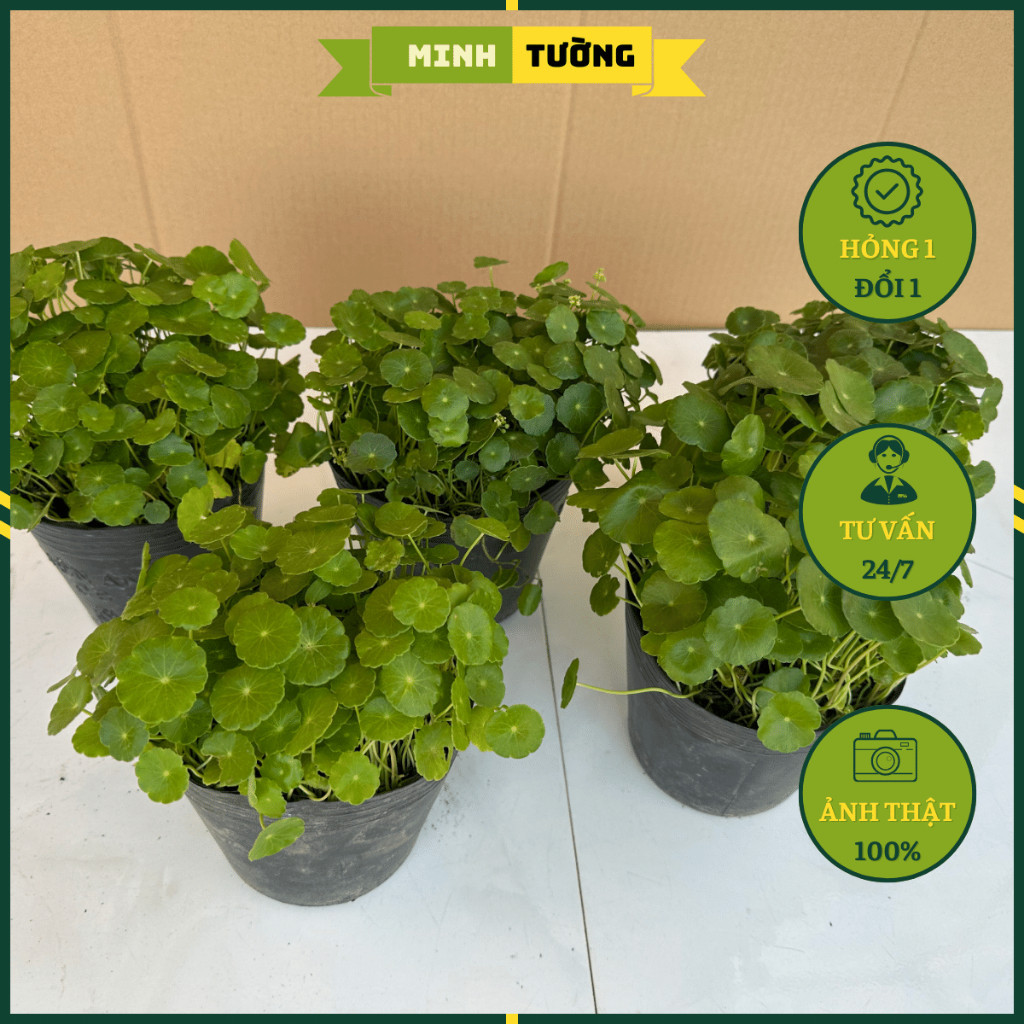 Cây Cỏ Đồng Tiền - Cây Rau Má Nhật | Shopee Việt Nam