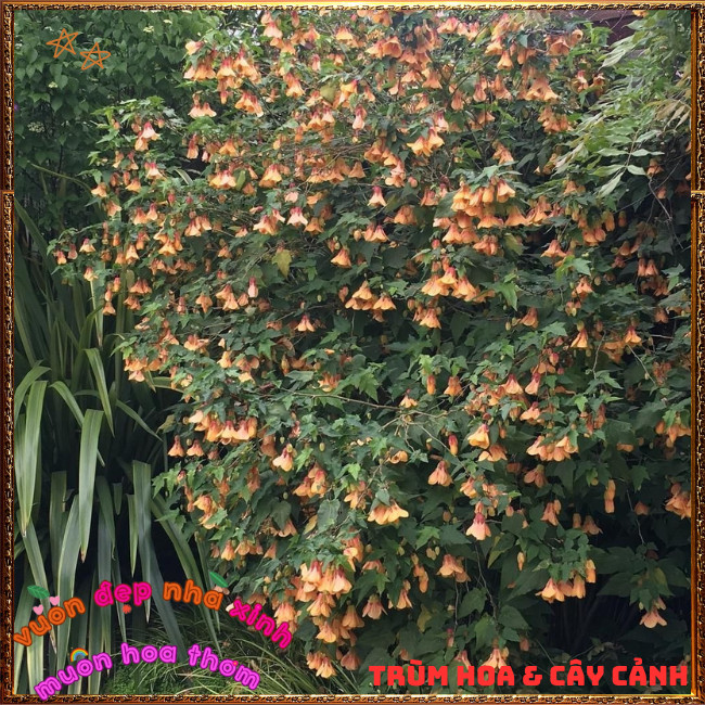 Chậu Hoa Bụt Lồng Đèn HOÀNG HÔN MƠ VÀNG siêu dễ thương nở quanh năm ️📩 Hoa Mười Giờ Bonsai & Phụ Kiện