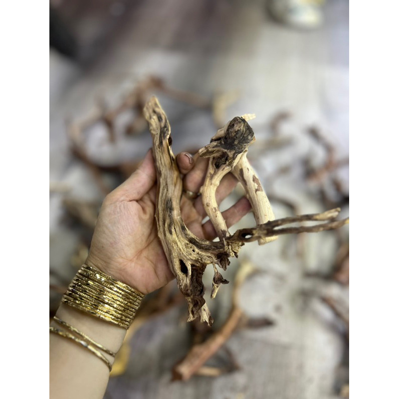 LŨA SA TÙNG NHÁNH NHỎ GỌN TRANG TRI HỒ NUÔI ỐC MƯƠN HỒN ...