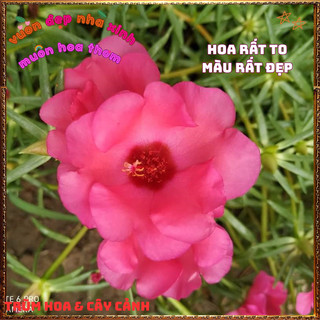 Cành Hoa Mười Giờ Mỹ Đơn ĐỎ HỒNG Bông Rất To Mập Khỏe Nở Rộ Mỗi Ngày🍟Yêu Nhà Yêu Hoa