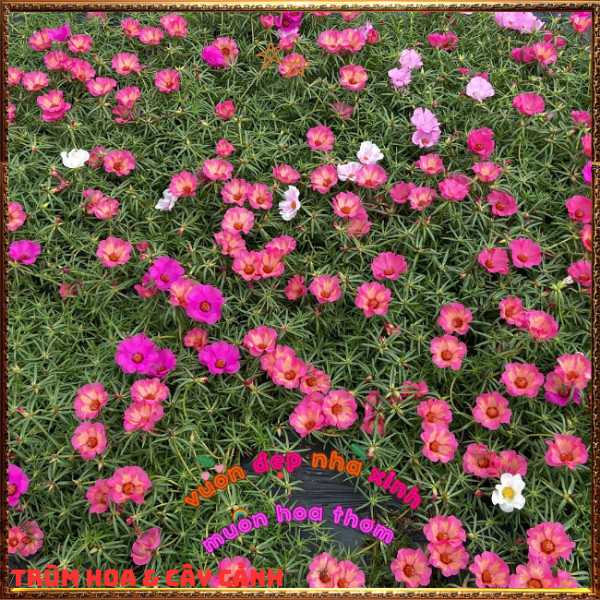 Cành Hoa Mười Giờ Mỹ Đơn HỒNG CAM Bông Rất To Siêu Đẹp Nở Mỗi Ngày️📩 Hoa Mười Giờ Bonsai & Phụ Kiện
