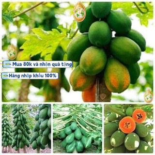 Trung Quốc nhập khẩu，GÓI 50 HẠT GIỐNG ĐU ĐỦ LÙN  RUỘT ĐỎ THÁI SIÊU QUẢk019