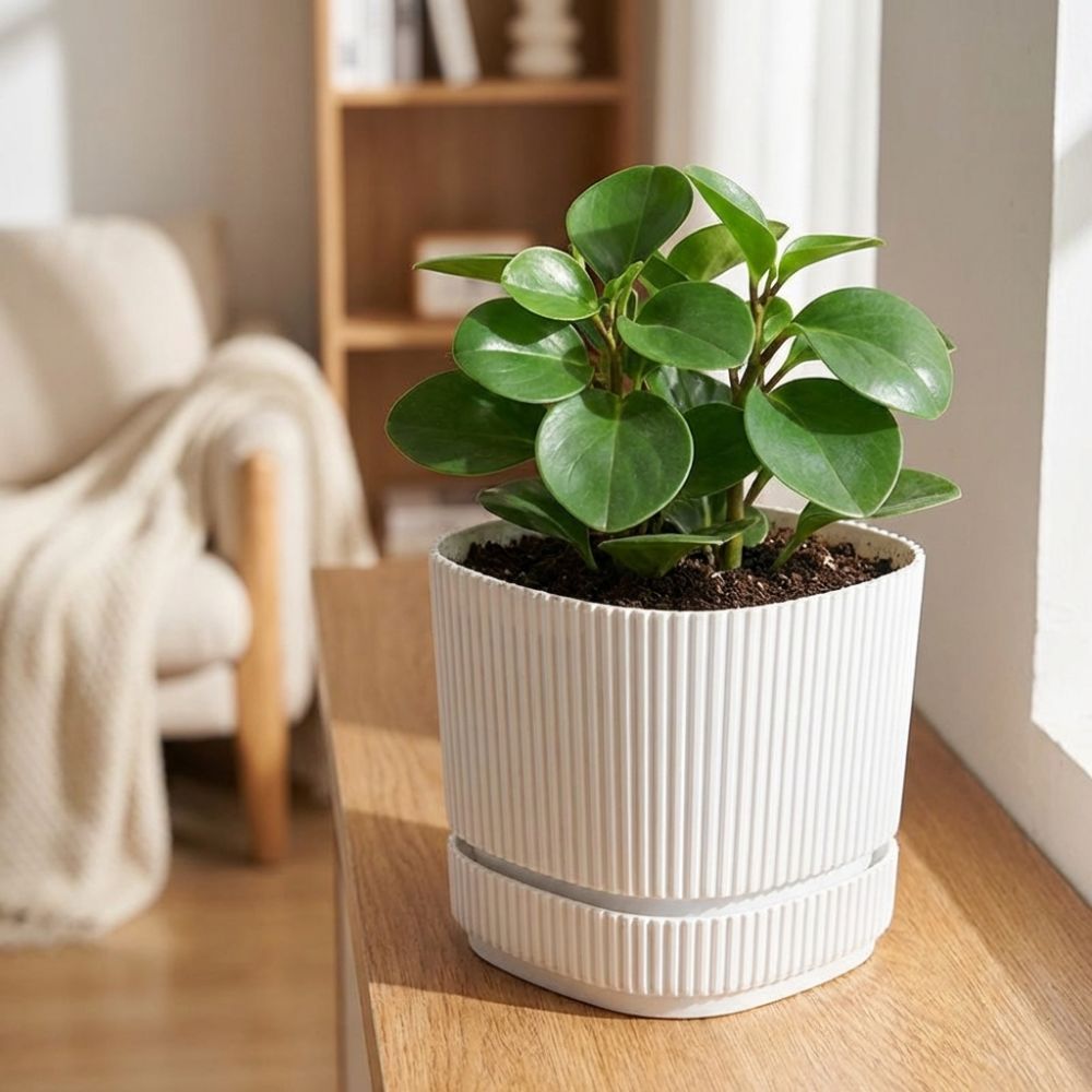 Chậu cây tự tưới DONOVANQQ nhựa hai lớp, thủy canh, bình để bàn, lỗ thoát nước, trang trí văn phòng, dung tích lớn