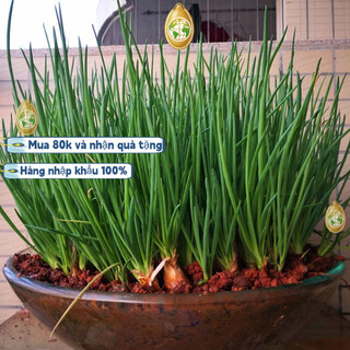Hạt giống hành láNhập khẩu từ Trung Quốc, mỗi gói chứa khoảng 1000 viên nén._dễ trồng_thơm ngonk013