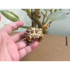 Đồ chơi mô hình rùa Sile của Đức Đồ trang trí Đồ chơi trẻ em Nhận thức giáo dục sớm