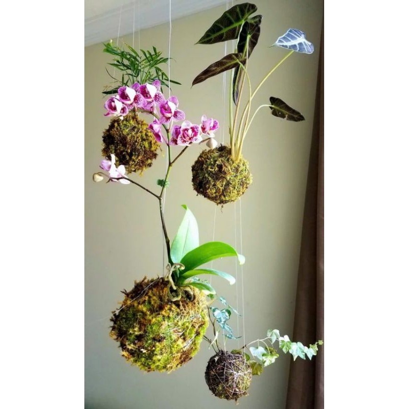 ( .. Bóng cầu rêu kokedama decor không gian, loại đặc . )