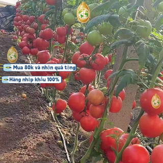 nhập khẩuGói 200 Hạt Giống Cà Chua - Trứng Hồng Chịu Hạn CHỊU NHIỆT ĐẾN MÙA TRỒNG TẾT，k003