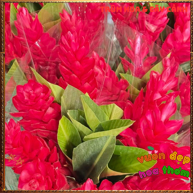 Chậu Hoa HẠNH PHÚC - GỪNG CẢNH đẹp rực rỡ mang thịnh vượng dễ trồng ️📩 Hoa Mười Giờ Bonsai & Phụ Kiện