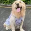 【Ready Stock】 Pet Dog New Skirt Gray Puppy Clothes Cute Large, Medium and Small Dogs Golden Retriever Automobiles Curtain Pull Decoration Shooting x4VE