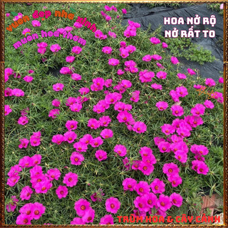 Cành Hoa Mười Giờ Mỹ Đơn Tím Bông Rất To Mập Khỏe Nở Rộ Mỗi Ngày 🍕 BẢO HÀNH CÂY GIỐNG VÀ HOA CHUẨN