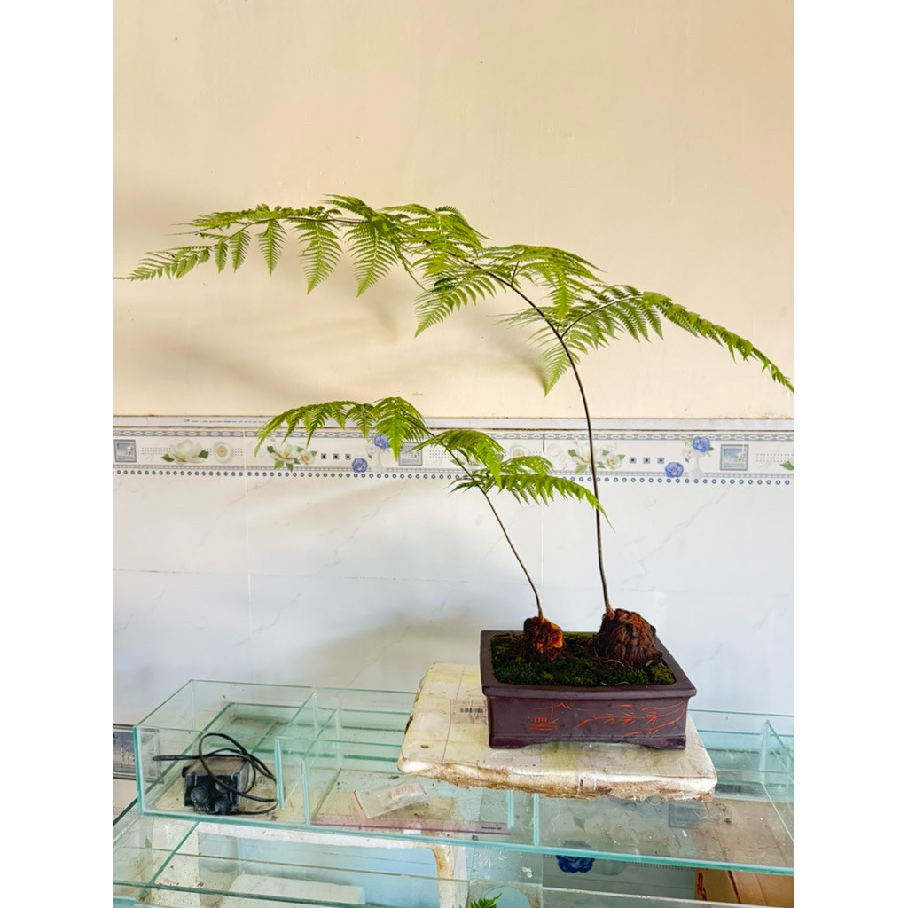 (củ giống dương xỉ culi chuẩn lông vàng , trồng trực tiếp trong nhà , derco siêu đẹp ...
