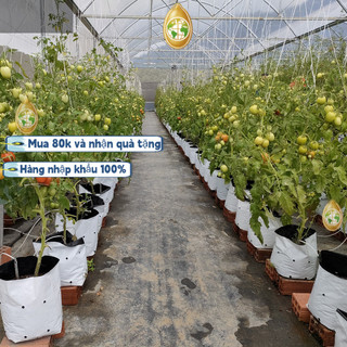 200 viên ，HẠT GIỐNG CÀ CHUA chuỗi ngọc F1 Loại Siêu Dễ Trồng kháng sâu bệnh chịu nhiệt tốt năng xuất cao，k006