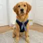 【Ready Stock】 Plaid Collar Dog Sweater Pet Dog Clothes Spring and Summer Skin-Friendly Vest Large Dog Golden Retriever Labrador zsyg