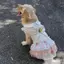 【Ready Stock】 2026 Pet Large, Medium and Small Dogs New Dog Cute Dress Clothes Golden Retriever Labrador Shooting Skirt 0gT6
