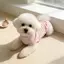 【Ready Stock】 Pet Clothes Good-looking Dog Cat Small and Medium Size Bichon Two Feet Apparel Super Cute New Stain-Resistant Cartoon Stripes kkPY