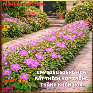 Chậu Hoa Ngọc Chuông Tím Siêu Bông Nở Quanh Năm Tuyệt Đẹp Dễ Trồng️🌮 TRUNG TÂM CÂY GIỐNG VÀ HOA