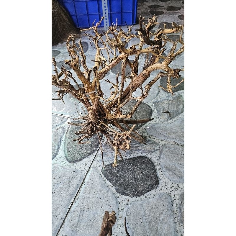 Lũa rể cây kim sa to cho hồ trên 50cm ...