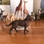 Đức Sile Labrador Chó Chó Động Vật Mô Hình Đồ Chơi Trẻ Em Giáo Dục Sớm Khai Sáng Nhận Thức