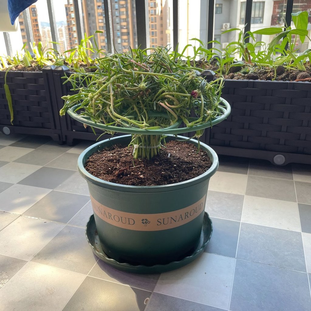 Khung Đỡ Tạo Hình Cây Hoa Mười Giờ Bằng Nhựa PVC Siêu Bền-Khung giá đỡ hoa mười giờ - FE123