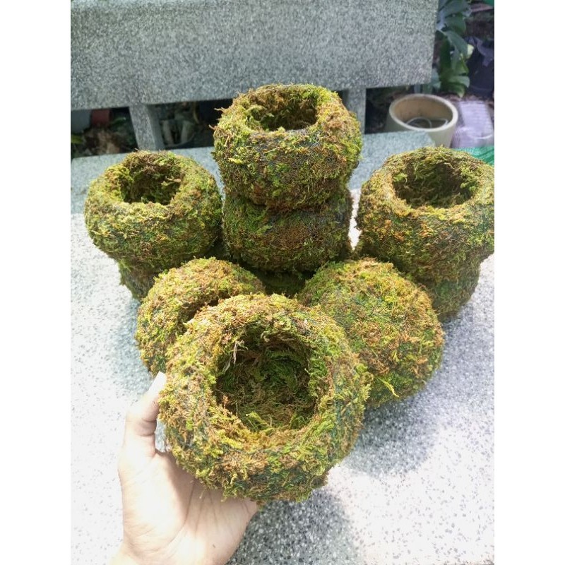 ( .. Quả cầu rêu Kokedama(ảnh thật tự chụp) làm chậu trồng cây, chậu bay, chậu treo . )