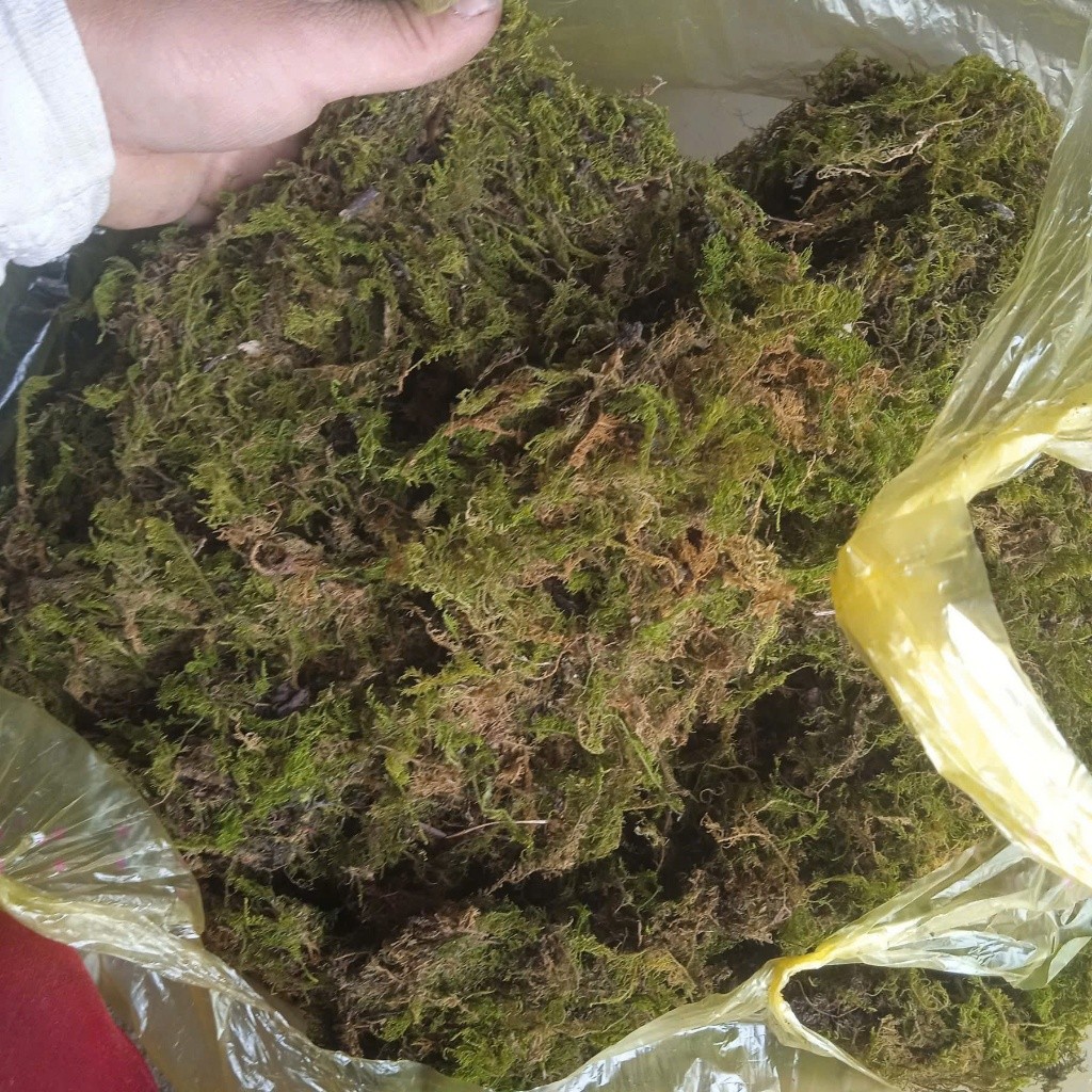 ( 1kg Rêu rừng khô (có sẵn) dùng để trang trí tiểu cảnh,chậu hoa giúp giữ ẩm bề mặt chậu trồng hoa lan, )