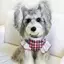 【Ready Stock】 Pet Summer Wear Clothes College Style Rhombus Bow Tie Lace Traction Vest Dog Summer Dress Summer New 9oMt