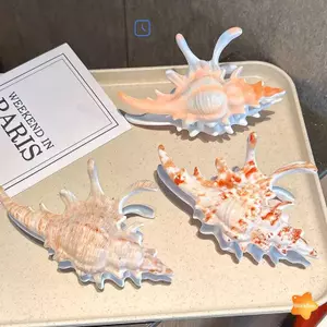 Vuốt Tóc Conch Acrylic Thời Trang Hàn Quốc, Nhiều Màu Sắc Cho Nữ và Bé Gái